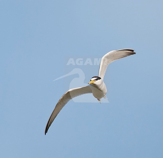 Vliegende volwassen Dwergstern; Flying adult Little Tern (Sternula albifrons) stock-image by Agami/Marc Guyt,