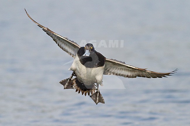 Lesser Scaup (Aythya affinis) flying in Victoria, BC, Canada. stock-image by Agami/Glenn Bartley,