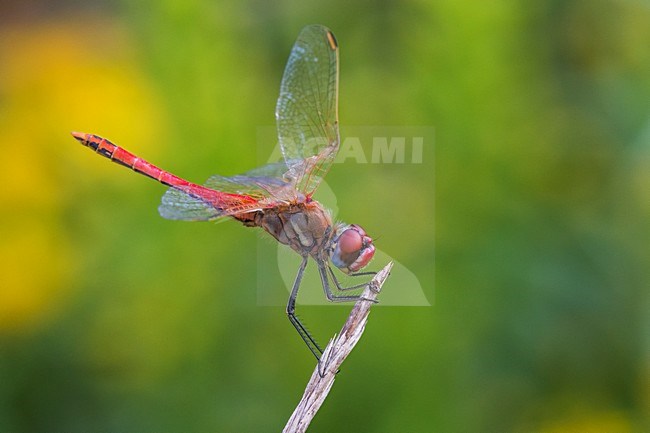 Zwervende heidelibel, Red-veined Darter stock-image by Agami/Daniele Occhiato,