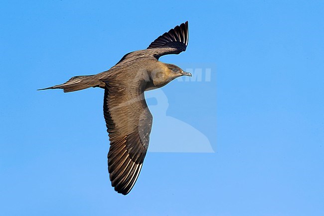 Arctic Skua (Stercorarius parasiticus) during spring on the tundra of Iceland. stock-image by Agami/Daniele Occhiato,