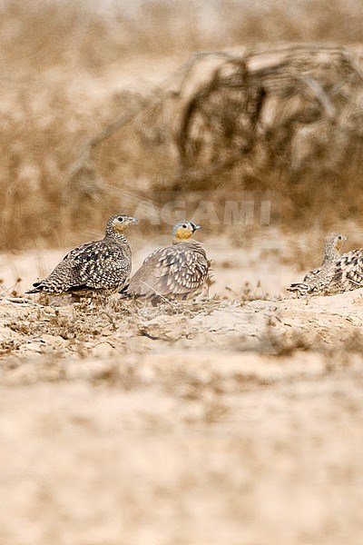 Crowned Sandgrouses (Pterocles coronatus) in the Negev desert, Israel stock-image by Agami/Marc Guyt,