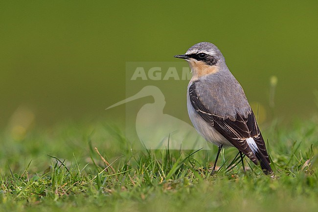 Mannetje Tapuit, Male Northern Wheatear stock-image by Agami/Daniele Occhiato,