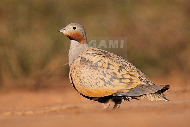 Mannetje Zwartbuikzandhoen wachtend bij de drinkplaats; Male Black-bellied Sandgrouse waiting by the drinking poole stock-image by Agami/Marc Guyt,