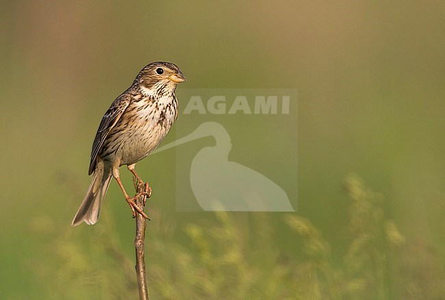 Corn Bunting - Grauammer - Miliaria calandra ssp. calandra, Hungary, adult stock-image by Agami/Ralph Martin,