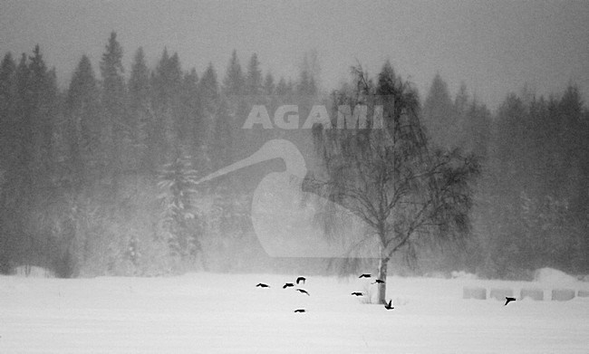 Patrijs in de vlucht, Grey Partridge in flight stock-image by Agami/Markus Varesvuo,