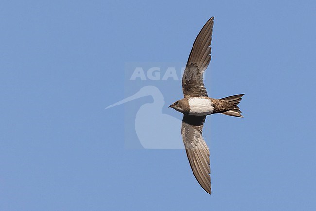 Alpine Swift (Tachymarptis melba), individual in flight seen from below, Campania, Italy stock-image by Agami/Saverio Gatto,