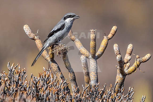 1st summer male Southern Grey Shrike (Lanius meridionalis koenigi) perched in a bush in Sao Miguel de Abona, Tenrife, Canary Islands, Spain. stock-image by Agami/Vincent Legrand,