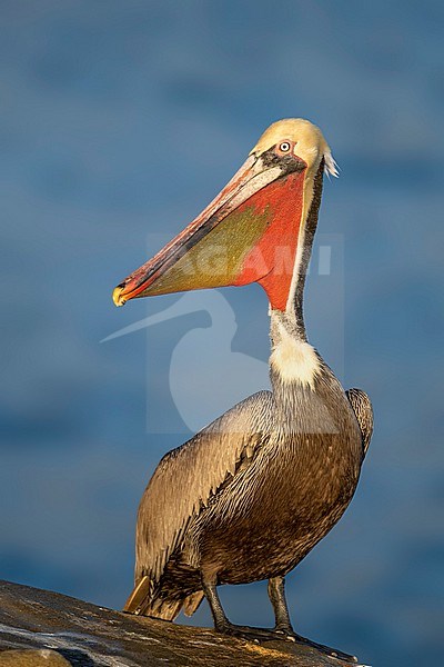 Adult breeding
San Diego Co., CA
January 2020 stock-image by Agami/Brian E Small,