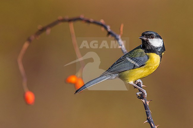 Great Tit (Parus major) in Italy. stock-image by Agami/Daniele Occhiato,