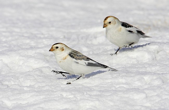 Sneeuwgorzen zittend in de sneeuw; Snow Buntings perched in the snow stock-image by Agami/Markus Varesvuo,