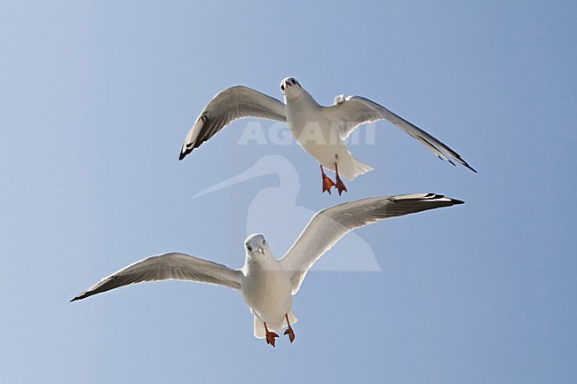 Kokmeeuw twee vogels in vlucht Nederland, Black-headed Gull two birds in flight Netherlands stock-image by Agami/Wil Leurs,