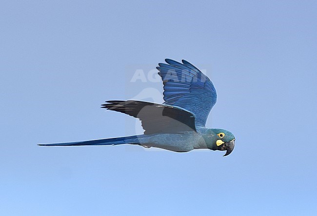 Endangered Lear's Macaw (Anodorhynchus leari), a very species with a highly restricted range in Brazil. stock-image by Agami/Laurens Steijn,