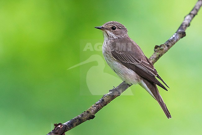 Grauwe Vliegenvanger; Spotted Flycatcher; Muscicapa striata stock-image by Agami/Daniele Occhiato,