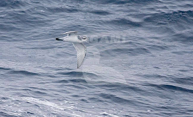 Antarctic Prion flying over the sea; Antarctische Prion, Pachyptila desolata vliegend boven zee stock-image by Agami/Marc Guyt,