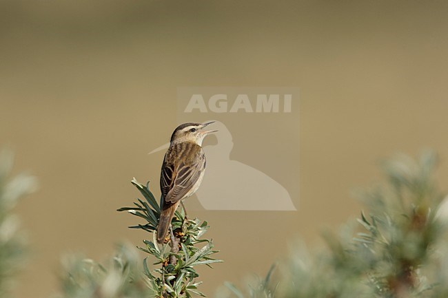 Zingende Rietzanger in Duindoorn; Singing Sedge Warbler in top of Sea Buckthorn stock-image by Agami/Arie Ouwerkerk,