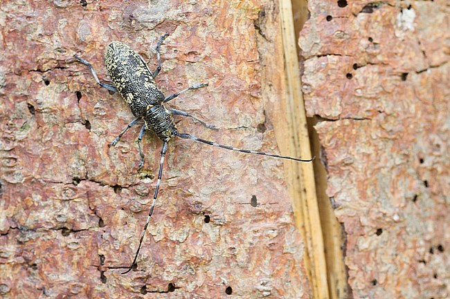 Monochamus sutor - Schusterbock, Germany, imago, female stock-image by Agami/Ralph Martin,