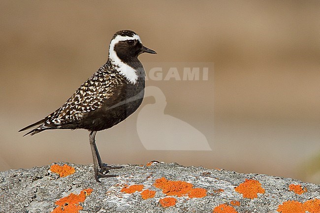 American Golden-Plover (Pluvialis dominica) on the tundra in Churchill, Manitoba, Canada. stock-image by Agami/Glenn Bartley,