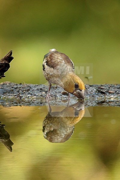 Appelvink jong drinkt water, Hawfinch juvenile drinking water stock-image by Agami/Walter Soestbergen,