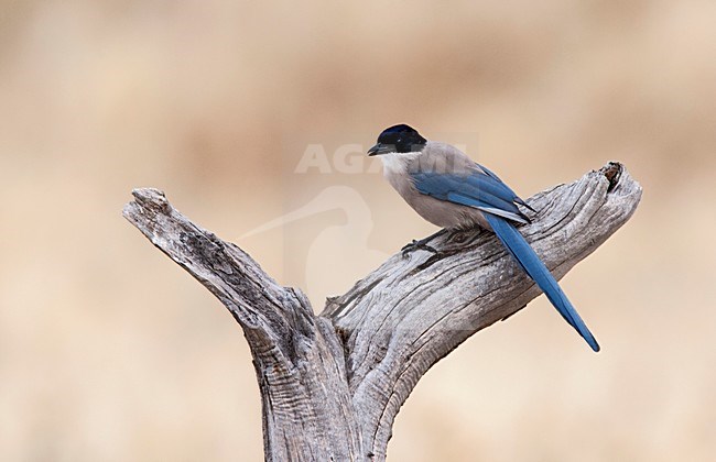 Blauwe Ekster, Azure-winged Magpie stock-image by Agami/Roy de Haas,