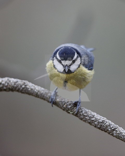 African Blue Tit (Cyanistes teneriffae teneriffae) in Tenerife, Canary Islands stock-image by Agami/Helge Sorensen,