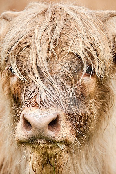Portrait of Highland Cow (Bos taurus) stock-image by Agami/Caroline Piek,