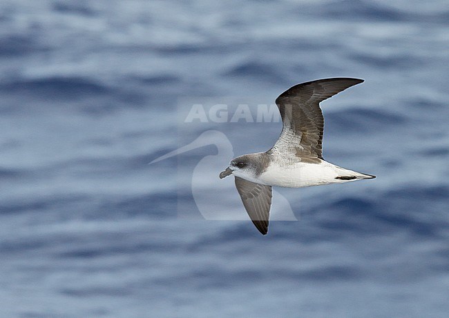 Desertas Petrel (Pterodroma deserta) Madeira Portugal August 2012 stock-image by Agami/Markus Varesvuo,