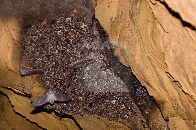 Vale Vleermuizen in kraamkolonie, Greater Mouse-Eared Bat in materny colonie stock-image by Agami/Theo Douma,