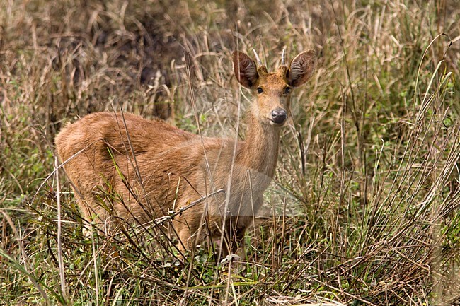 Barasingahert in Kaziranga; Swamp Deer at Kaziranga stock-image by Agami/Arnold Meijer,