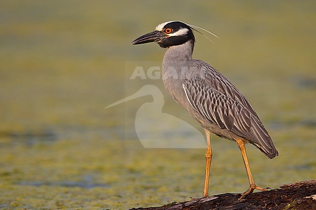 Adult 
Brazoria Co., TX
April 2011 stock-image by Agami/Brian E Small,