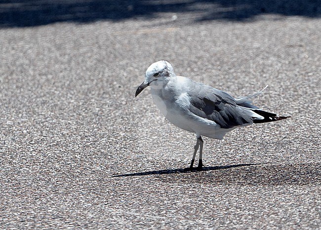 Laughing Gull (Leucophaeus atricilla) winter plumage in August stock-image by Agami/Roy de Haas,