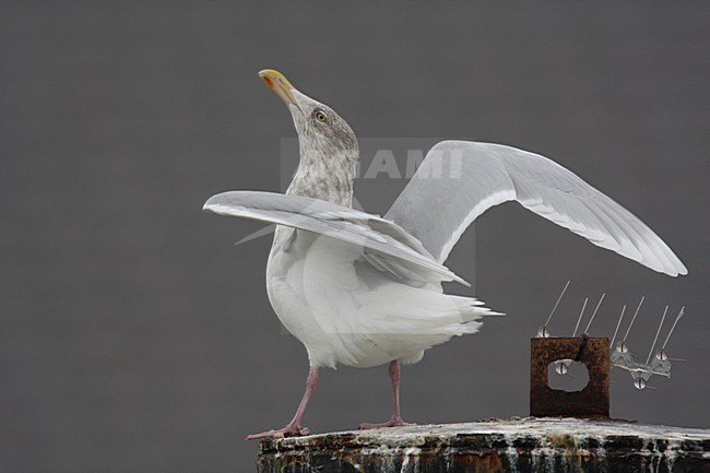 Grote Burgemeester in zit; Glaucous Gull perched stock-image by Agami/Chris van Rijswijk,