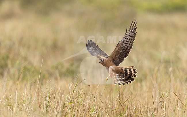 Juvenile female Montagu's Harrier (Circus pygargus) catching a dragonfly during migration at Falsterbo, Scania, Sweden stock-image by Agami/Helge Sorensen,