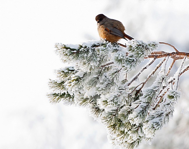 Taigagaai zittend op een besneeuwde boom; Siberian Jay perched on a snow covered tree stock-image by Agami/Marc Guyt,