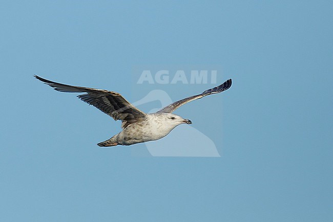 1st summer Glaucous Gull x American Herring Gull hybrid
Also known as Viking Gull.
Seward Peninsula, ALaska, United States.
June 2018 stock-image by Agami/Brian E Small,