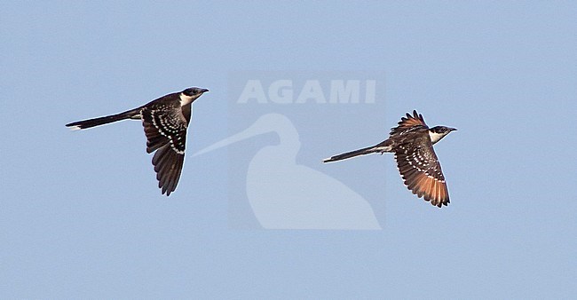 Great Spotted Cuckoo (Clamator glandarius) in flight over rural area in Spain. stock-image by Agami/Dani Lopez-Velasco,