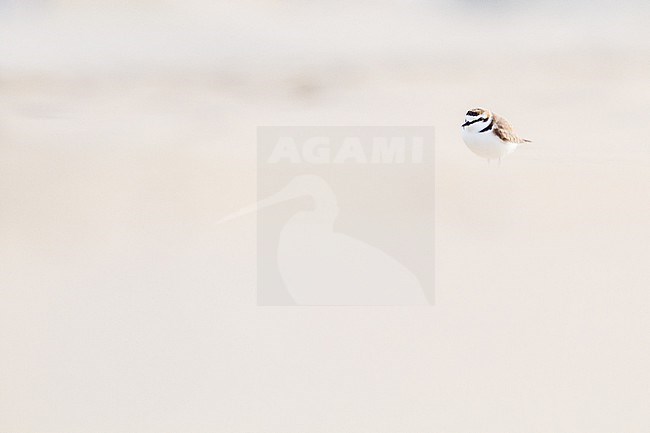 Strandplevier, Kentish Plover, Charadrius alexandrinus adult male on sand beach on north sea coast stock-image by Agami/Menno van Duijn,