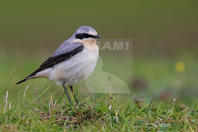 Mannetje Tapuit, Male Northern Wheatear stock-image by Agami/Daniele Occhiato,