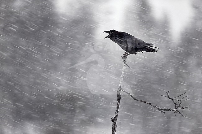 Nothern Raven (Corvus corax) at Kemijärvi Finland. Calling during a blizzard. stock-image by Agami/Markus Varesvuo,
