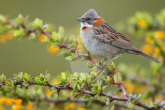 Rufous-collared Sparrow (Zonotrichia capensis) Perched on a branch in Argentina stock-image by Agami/Dubi Shapiro,