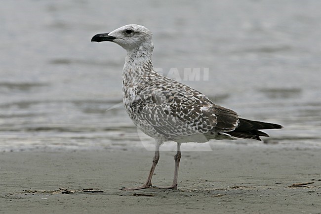 Yellow-legged Gull; Geelpootmeeuw stock-image by Agami/Daniele Occhiato,