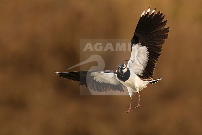 Northern Lapwing, Vanellus vanellus, in Italy. stock-image by Agami/Daniele Occhiato,