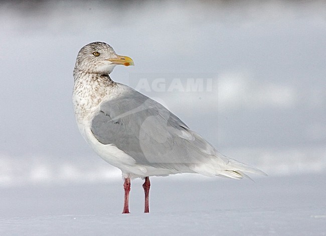 Grote Burgemeester volwassen staand op sneeuw; Glaucous Gull adult standing on snow; stock-image by Agami/Marc Guyt,