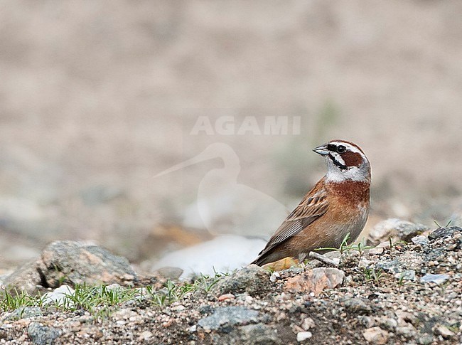 Mannetje Weidegors; Male Meadow Bunting (Emberiza cioides) stock-image by Agami/Marc Guyt,