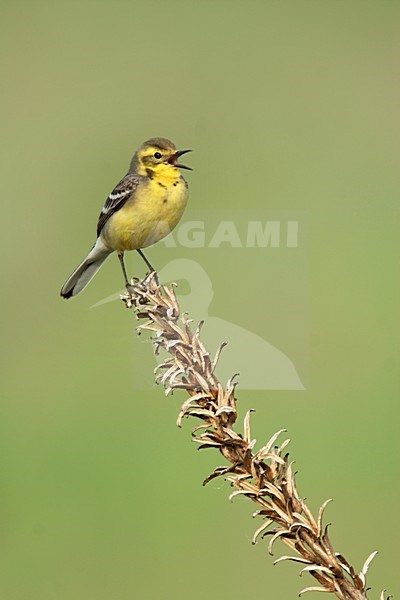 Citroenkwikstaart zittend op plant; Citrine Wagtail perched on a plant stock-image by Agami/Menno van Duijn,