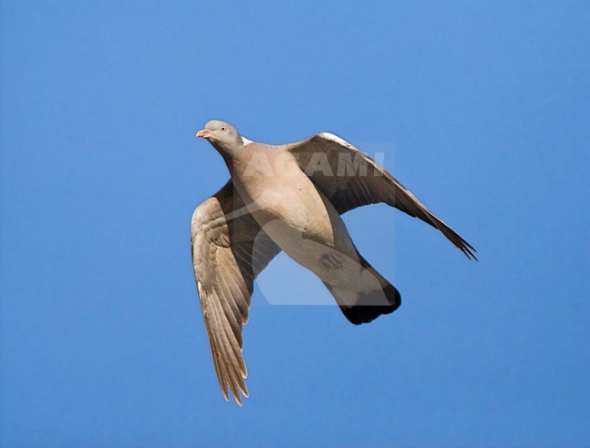 Houtduif in vlucht; Common Wood Pigeon in flight stock-image by Agami/Marc Guyt,