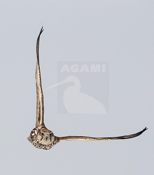 Sakervalk in vlucht; Saker Falcon in flight stock-image by Agami/Arie Ouwerkerk,