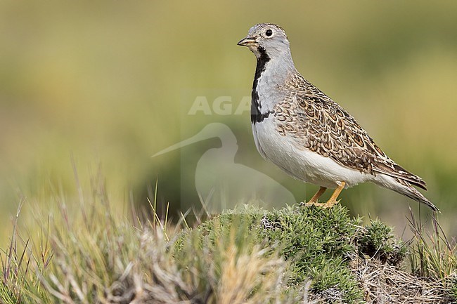 Least Seedsnipe (Thinocorus rumicivorus) Perched on the ground in Argentina stock-image by Agami/Dubi Shapiro,