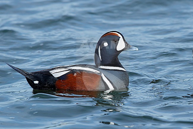 Adult male Harlequin Duck (Histrionicus histrionicus) along the Atlantic Coast in Ocean County, New Jersey, USA, during early spring. Swimming at sea. stock-image by Agami/Brian E Small,