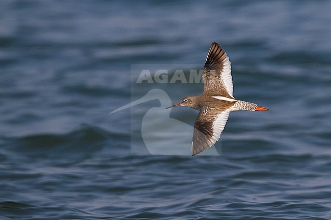 Common Redshank - Rotschenkel - Tringa totanus ssp. ussuriensis, Oman, adult stock-image by Agami/Ralph Martin,