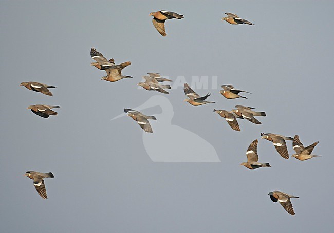 Houtduif groep in vlucht; Common Wood Pigeon flock in flight stock-image by Agami/Markus Varesvuo,